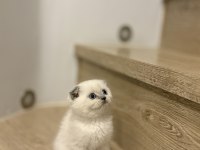 SCOTTISH FOLD BLUE POİNT YAVRULAR 