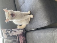 Mavi gözlü yakışıklı oğlum yeni sahibini arıyor chinchilla
