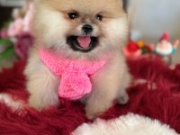 BAL GİBİ DIŞI POMERANİAN BOO