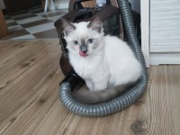 Safkan Ragdoll 4 aylık dişi