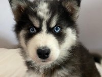 Husky bebekleri