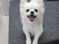 Bebek Kendi Pomeranian Yavrularımız