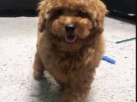Toy Poodle Yavru Köpeğimiz
