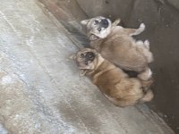 Erkek Fino Köpeğimiz Hırçın Kapı Zili İsteyenlere