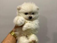 Ankara İci Pomeranian Boo Yuvaları Sizleri Bekliyor