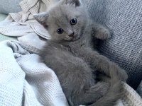 British shorthair yavru gri minnoş