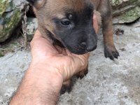 ÜST DÜZEY MALINOIS YAVRUM