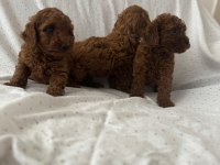 Red brown toy poodle erkek dişi