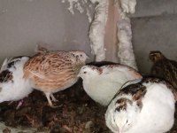 KULUÇKALIK ÇİN BILDIRCIN YUMURTASI