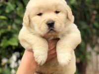 GOLDEN RETRİEVER PUPPİES