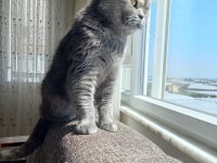 Kedimiz yeni ailesini arıyor