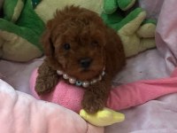Toy poodle 2 aylık