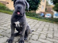 Muhteşem Cane Corso Bebekler Güvenli Kapıya Teslim