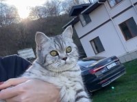 British shorthair Acil yuva arıyoruz