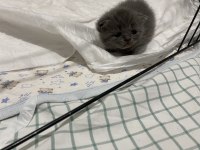 16 Günlük Pamuk Gibi Kediler Sahiplenmeyi Bekliyor