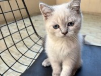 Blue Point 2 Aylık British Shorthair