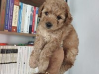 Maltipoo yavru köpekler