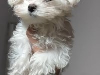 Üst sınıf maltese terrier yavrumuz