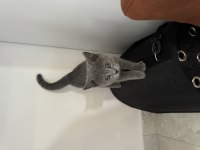 3 AYLIK ÇOK TATLI UYGUNA BRİTİSH SHORTHAİR