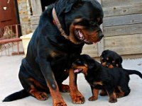 Rottweiler köpekleri