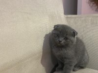 2 erkek kardeş scottish fold