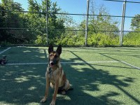Safkan Belçika Kurdu Malinois