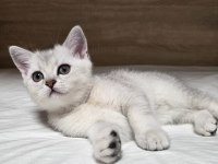 ÇOK OYUNCU BRİTİSH SHORTHAİR YAVRUMUZ