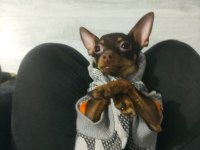 1.5 yaşında dişi pinscher