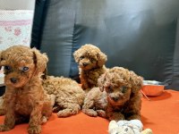KORE KAN POODLE BEBEKLER