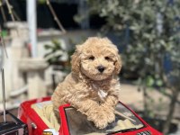 MİNİ F1 MALTİPOO YAVRULARIMIZ