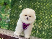Pomeranian Teddy Face Yavrularımız