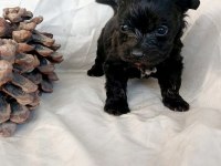 Maltipoo yavrumuz