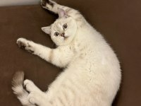 British Shorthair Kızıma Eş Arıyorum