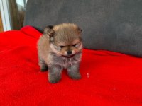 Erkek Dişi Pomeranian Yavrular