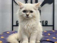 A kalite de blue point british longhair