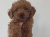 Toy poodle bebeğimiz mevcut