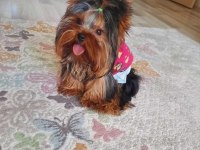 Yorkshire terrier yorki yavrusu