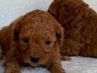 Toy poodle yavruları