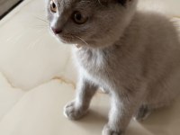 Lilac British Shorthair