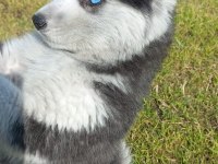Husky Sibirya Kurdu