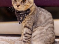 5 Aylık British Shorthair