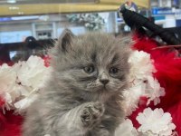 İki aylık british shorthair yavrular yeni yuvalarını arıyor
