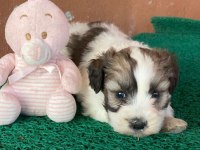 Morkie yavrular hazır günü