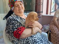 Red golden retriever bebekler uygun