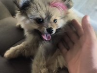 TUVALET EĞİTİMİ MEVCUT KÖPEKTİR BÜTÜN BAKIMLARI YAPILMIŞTIR