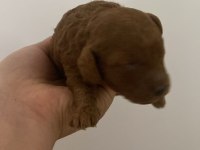 1 haftalık poodle bebekler