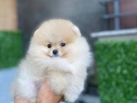 Korean Teacup Pomeranian Boo