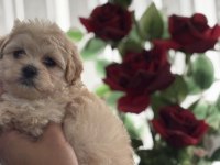 Maltipoo bebekler teslime hazır