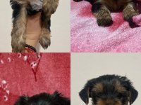 TEACUP YORKİ BEBEKLER DİŞİ ERKEK MEVCUT KAPIDA ÖDEME
