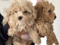 Ankarada Wc eğitimli maltipoo yavrularımız